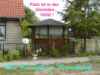 Laube